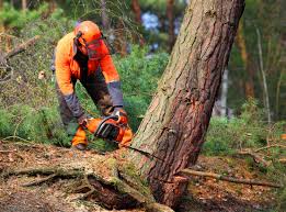 How Our Tree Care Process Works  in Westminster, CA